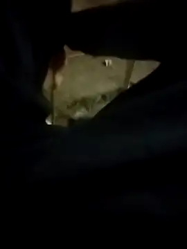 Playboy bhabhi 00 online show from February 13, 2025, 2:42 pm