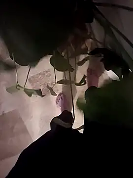 Dam70 online show from December 14, 2025, 7:52 pm