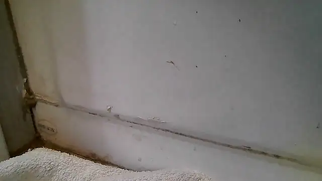 ShysluutGia online show from December 15, 2025, 11:49 am