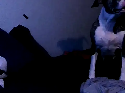 PornStro921 online show from October 2, 2025, 11:19 pm