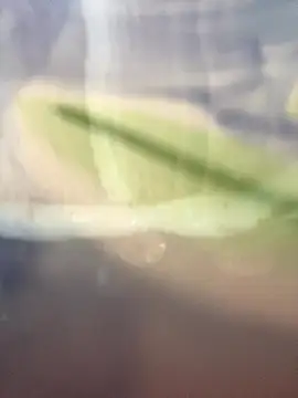 starsaligned online show from January 7, 2026, 6:24 pm