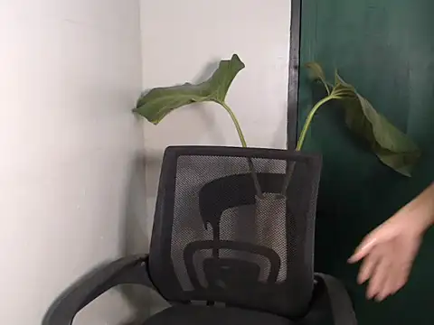 Natsboii online show from January 11, 2026, 8:32 am