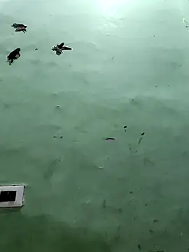 Horny Shalu online show from September 10, 2025, 2:21 am