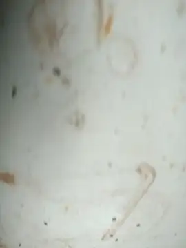 Mounstro3 online show from November 28, 2025, 4:40 pm