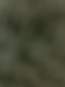Snapshot of Chocobite9991 chatting on May 23, 2026, 2:49 pm Chocobite9991 online show from May 23, 2026, 2:49 pm