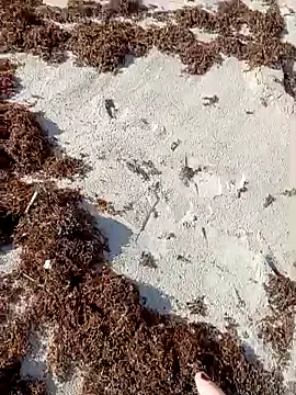 sarahkat86 online show from October 9, 2025, 1:11 pm