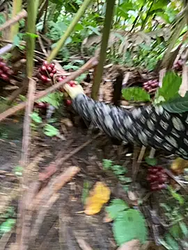 Huong-Ly online show from October 28, 2025, 5:29 am