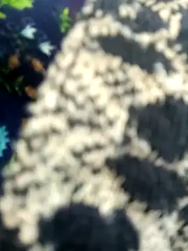 Juhi chawla online show from November 11, 2025, 1:44 am