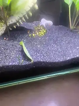 saumon3022 online show from February 8, 2026, 9:18 am