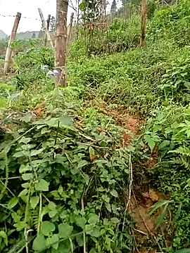 ngan-cute online show from March 24, 2026, 12:43 am