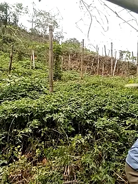 ngan-cute online show from March 26, 2026, 4:44 am