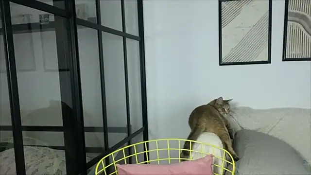 WonderMira online show from November 14, 2025, 11:14 am