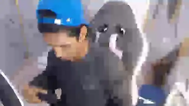 bull cam online show from November 27, 2025, 1:22 pm