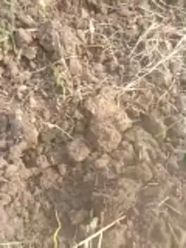 Susila ji online show from November 20, 2025, 9:21 am