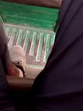 haryanaboypanipat12 online show from April 17, 2026, 12:52 pm