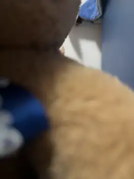 Italianofirenze online show from October 5, 2025, 2:08 pm