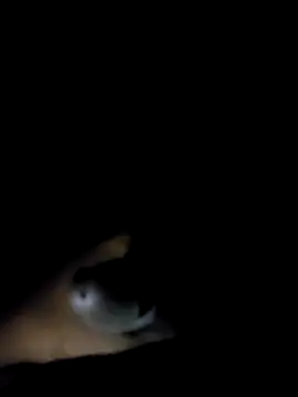 BIG DICK  BOY online show from September 25, 2025, 6:03 pm