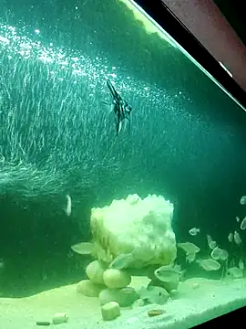 kata 77 online show from October 4, 2025, 3:52 am