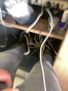 arasazgin online show from March 18, 2026, 12:19 pm