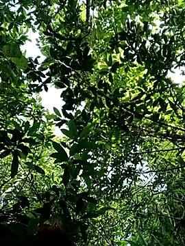 Bear bear0 online show from October 28, 2025, 1:50 am