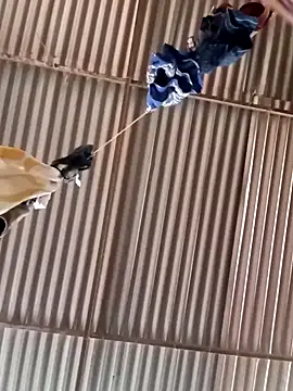 FlacoSadico online show from November 27, 2025, 1:44 pm