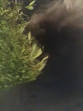 Trangbabylove online show from March 25, 2026, 2:49 pm