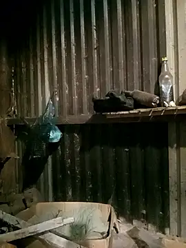 sary-hot2x online show from January 7, 2026, 11:43 pm