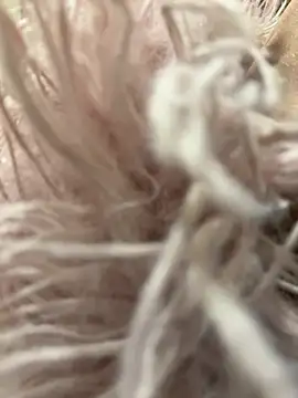 mengmeng776 online show from February 12, 2026, 1:33 pm