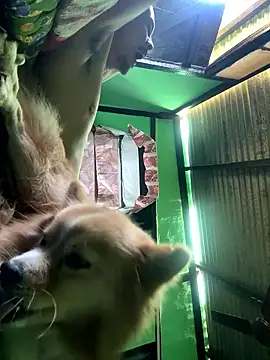 Fixvyusv online show from January 12, 2026, 5:14 am