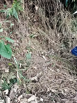 vanvan005 online show from March 31, 2026, 10:28 am