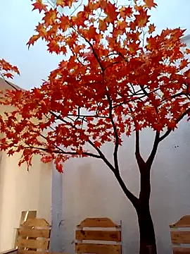 Dante Knox online show from February 14, 2026, 11:54 am