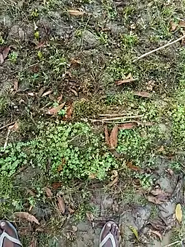 Shivanisingh4 online show from March 30, 2026, 2:02 am