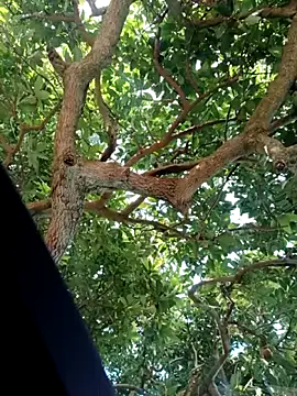 Mkhothiwesibumbu online show from February 2, 2026, 6:12 am