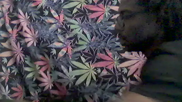 Snapshot of libraxxxstudios chatting on May 24, 2026, 11:21 am libraxxxstudios online show from May 24, 2026, 11:21 am