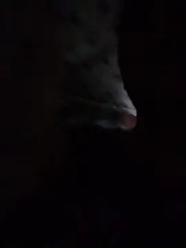 Snapshot of May_Bombs chatting on February 5, 2026, 10:49 pm May Bombs online show from February 5, 2026, 10:49 pm