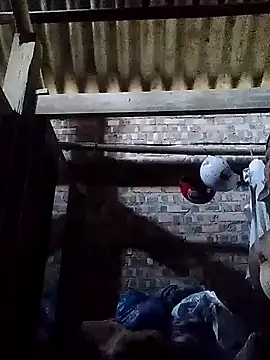 Linka998 online show from March 2, 2026, 2:01 am