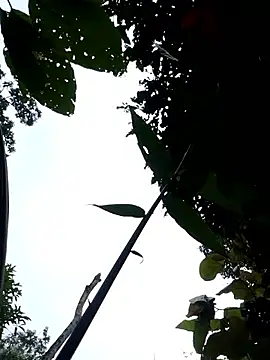 Linka998 online show from April 3, 2026, 11:11 pm