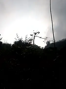 Snapshot of elen8800 chatting on March 3, 2026, 1:12 am elen8800 online show from March 3, 2026, 1:12 am