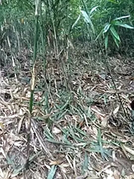 Snapshot of kalara_kail chatting on March 16, 2026, 1:57 am kalara kail online show from March 16, 2026, 1:57 am