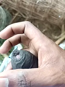 sanju 5418 online show from April 7, 2026, 7:10 am