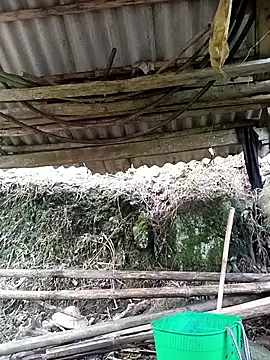 NIANIAKUTE online show from March 27, 2026, 8:48 am