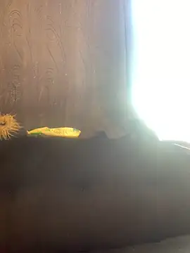 Snapshot of -Jack_Zoe- chatting on March 20, 2026, 3:13 pm -Jack Zoe- online show from March 20, 2026, 3:13 pm