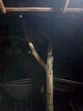 Snapshot of Zain_Moore chatting on March 30, 2026, 5:36 pm Zain Moore online show from March 30, 2026, 5:36 pm