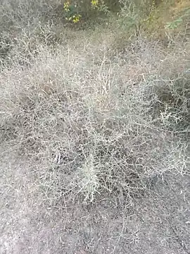 rameshmry1 online show from March 6, 2026, 12:11 pm