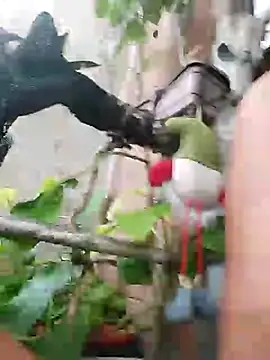 k lebannon online show from March 9, 2025, 8:31 pm