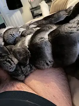 Furdale online show from February 19, 2026, 3:31 pm