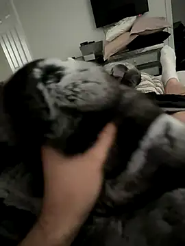 Furdale online show from October 14, 2025, 3:01 pm