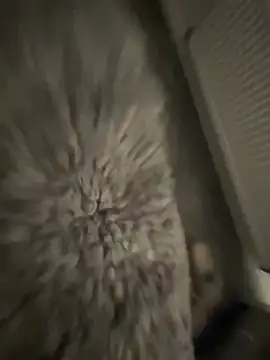 Furdale online show from January 17, 2025, 5:19 pm