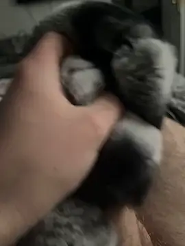 Furdale online show from February 3, 2025, 3:06 pm