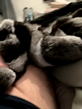 Furdale online show from November 18, 2025, 5:16 pm